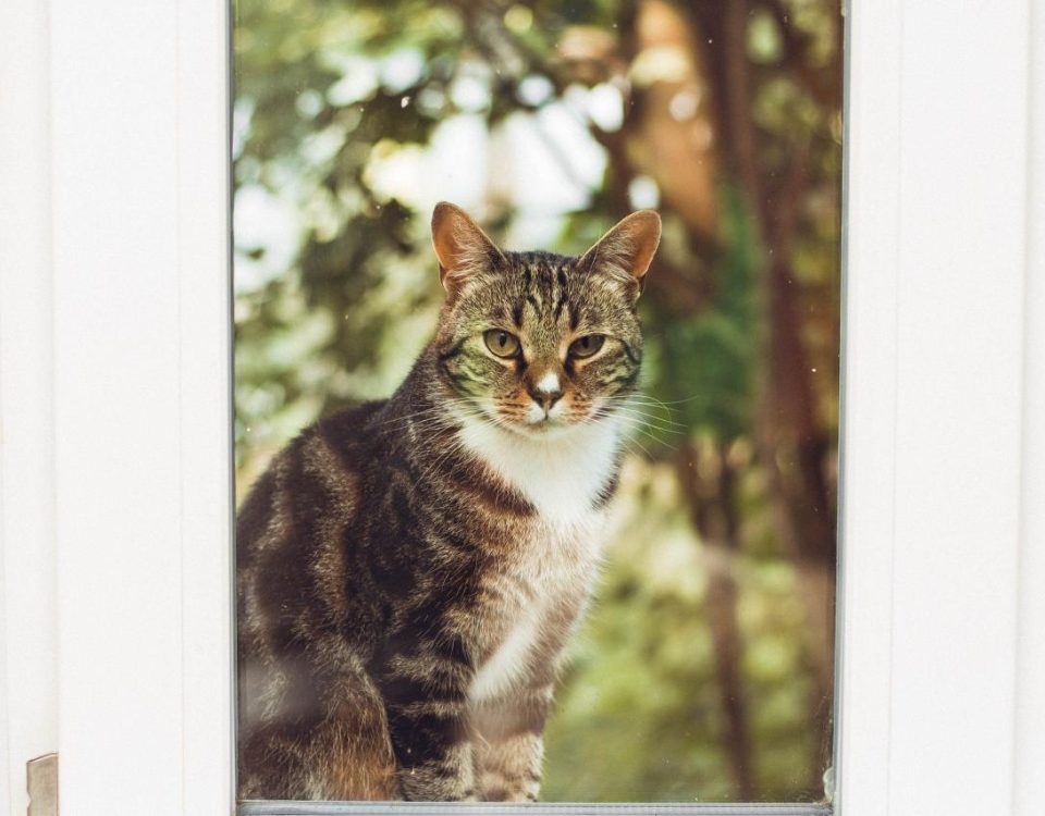 Free Companion, Calm, Animal Free Material Image Material Image