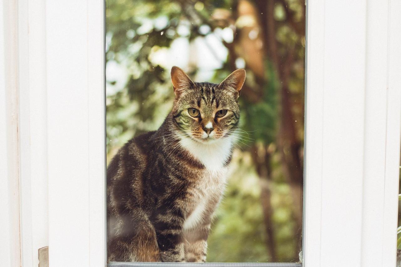 Free Companion, Calm, Animal Free Material Image Material Image