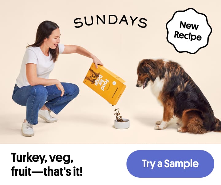 Sundays for Dogs